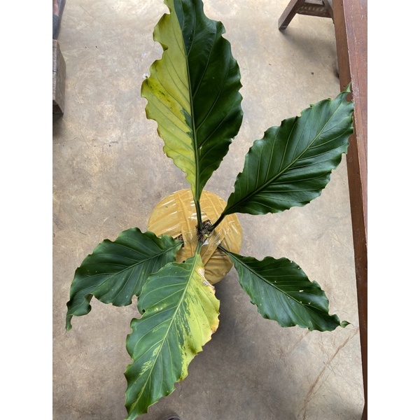 Gelombang Cinta Variegata Induk