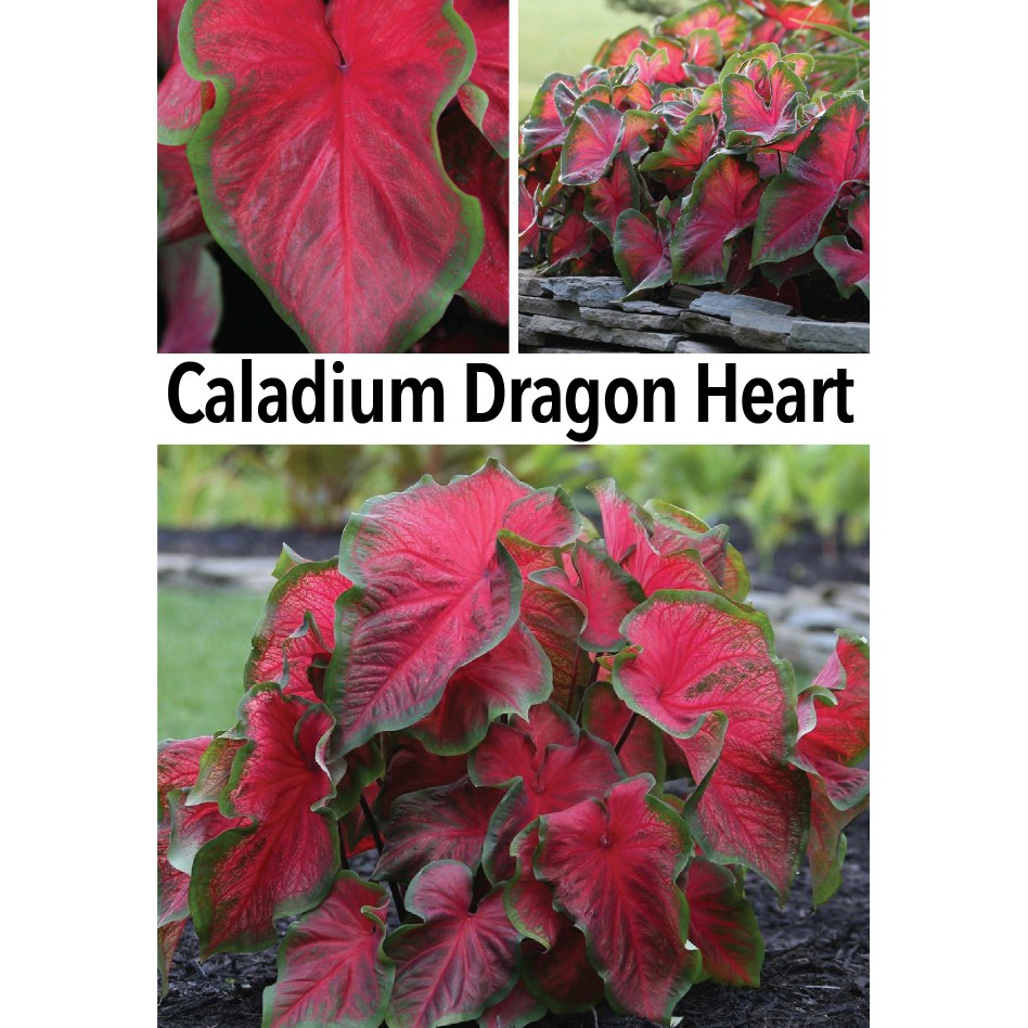 Raj350 Tanaman Hias Indoor Caladium Dragon Hearts Shopee Indonesia