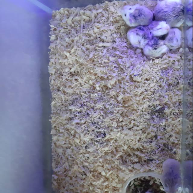 Anakan Hamster roborovski white face(khusus surabaya dan sekitarnya) by gojek atau grab