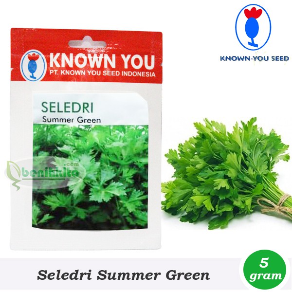 Benih Seledri Summer Green | Bibit Known-You Seed Premium, Cepat Tumbuh & Daun Segar Harum
