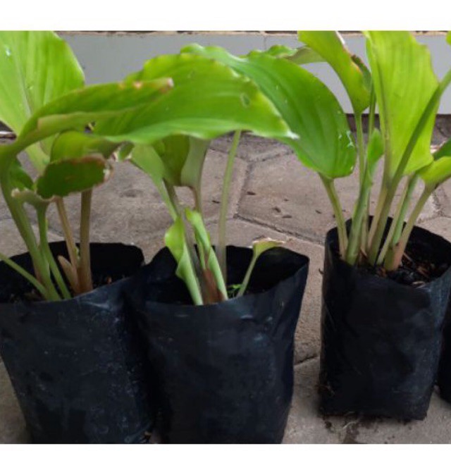 Kunyit Hitam Asli (kaempferia parviflora)