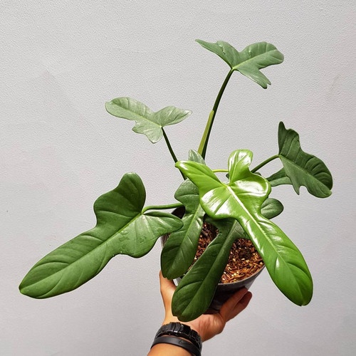 TANAMAN BUNGA PHILODENDRON VIOLIN TANAMAN HIAS BUNGA PHILO MURAH