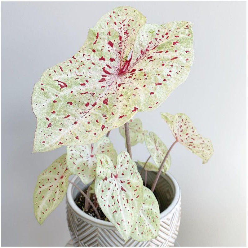 tanaman hias umbi caladium miss mupet keladi hias hybrid keladi hias