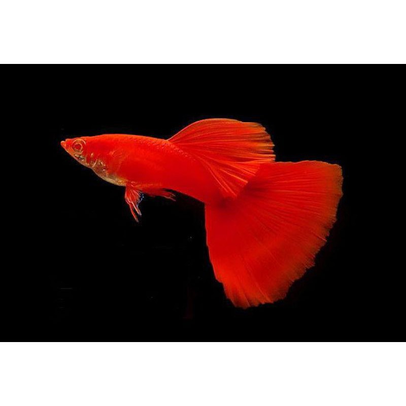 

Ikan Guppy albino full red