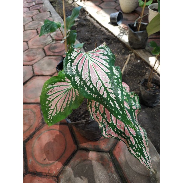 [BISA COD] Keladi Wayang Dewasa dan remaja (Sudah keluar Motif/ Batik)