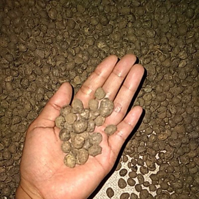 TERMURAH KATAK PORANG ASLI DORMAN isi 800up,250 per biji