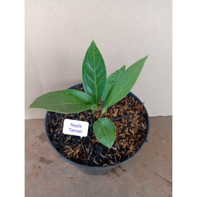 TANAMAN HIAS JEMANI COBRA-ANTHURIUM JEMANI COBRA
