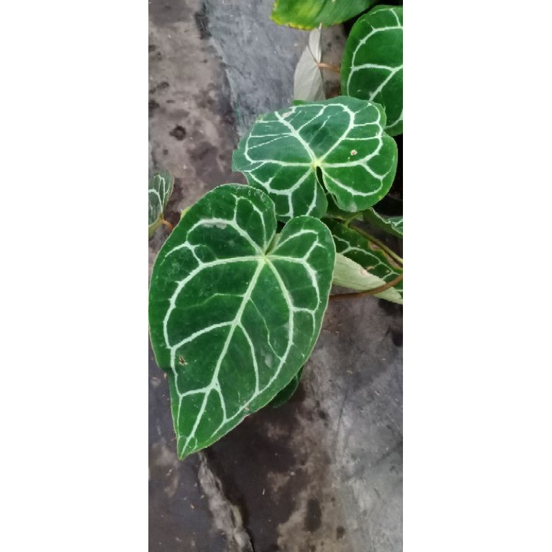 TANAMAN HIAS DAUN KUPING GAJAH TARANTULA KARET