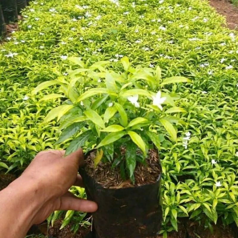 tanaman hias rombusa mini golden - bunga rombusa mini golden