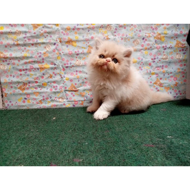 Kucing Persia Peaknose Cream And White Jantan