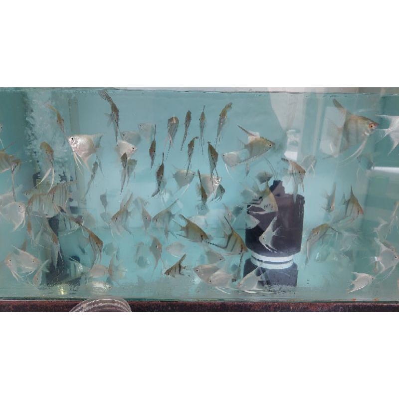 Manfish platinum dan manfish blue pinoy