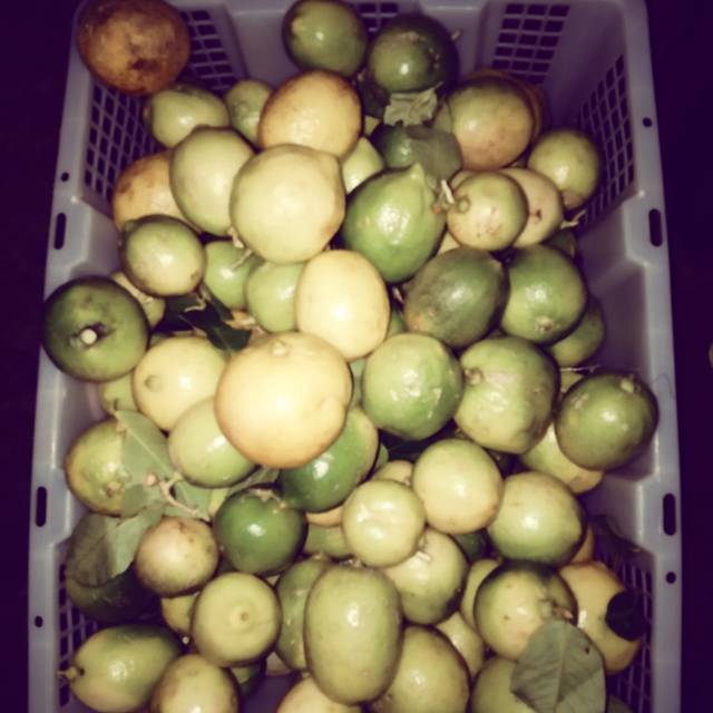 

Lemon lokal Dan jambu kristal