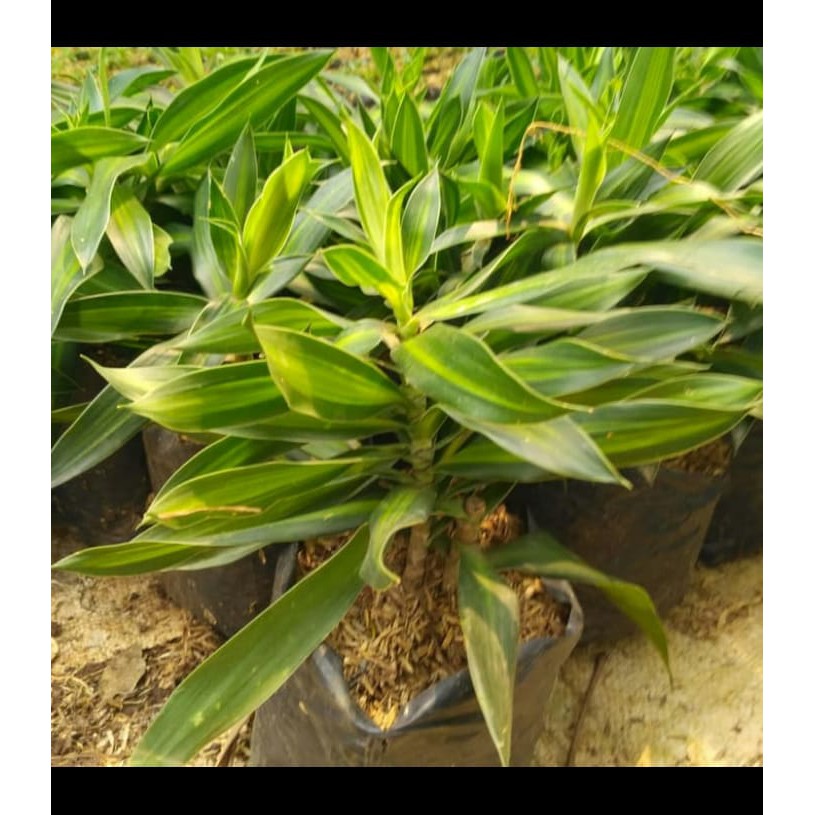 Tanaman Suji Belut Daun Besar Tanaman Suji