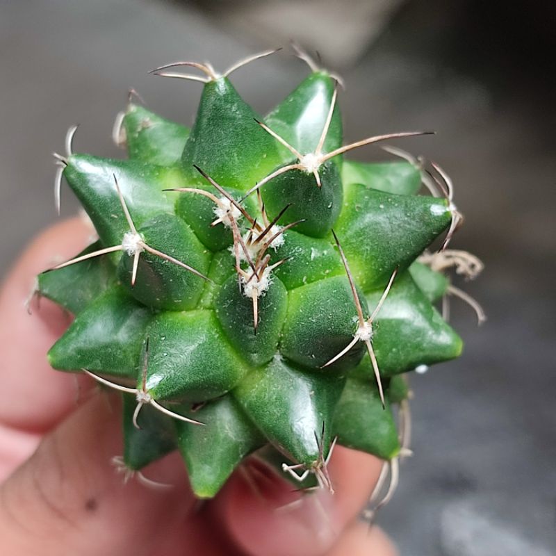 Mammillaria polythele/kaktus ownroot murah