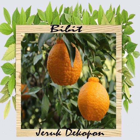 Pohon buah Jeruk Dekopon / bibit jeruk dekopon berkualuitas