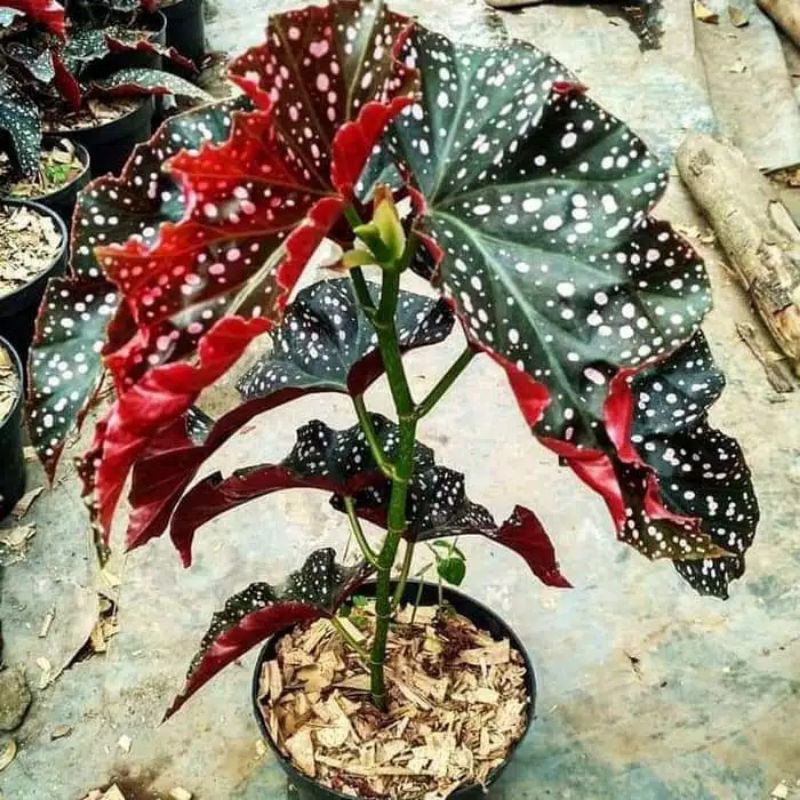 tanaman hias begonia volkadot / tanaman hias begonia / begonia