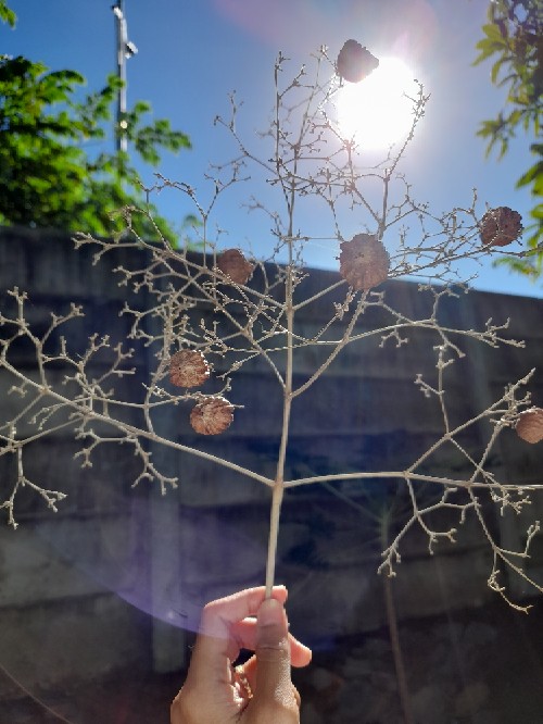 Atasan Batik Wanita Blouse Batik Model Jowo Free Masker Bahan Katun Size S-m-l-xl-xxl-3l-4l-5l