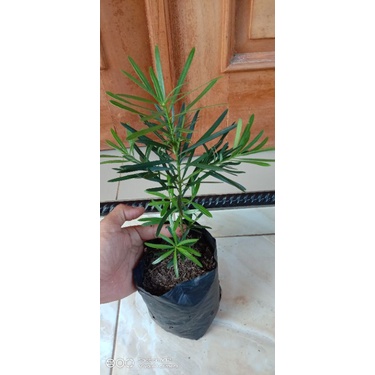 Bahan Bonsai Lohansung Lidah Burung