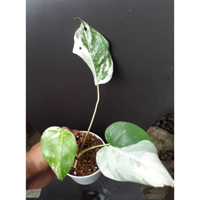 Monstera Borsigiana Variegata