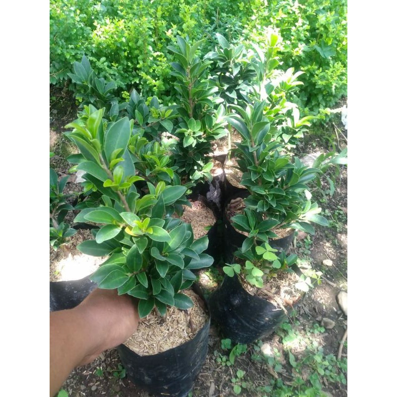 ficus elegan