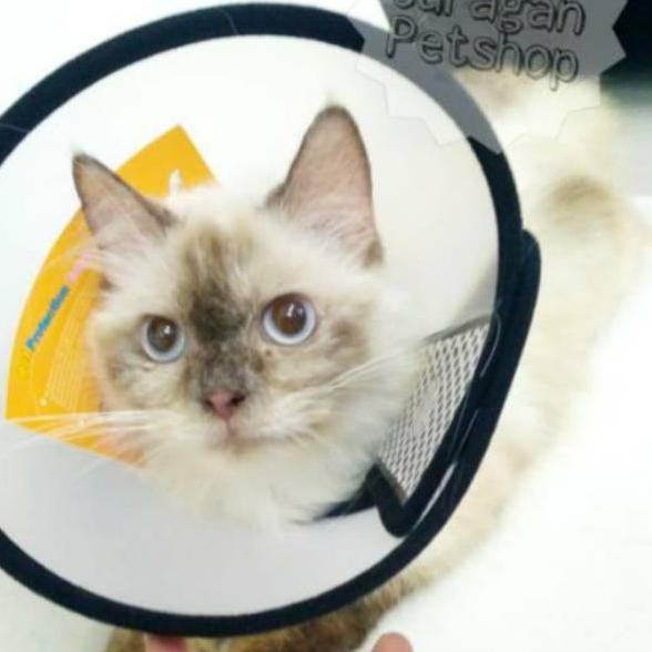 BEST CORONG/COLLAR ELIZABETH | Pelindung Kepala Kucing Adult/Kitten/Small Dog