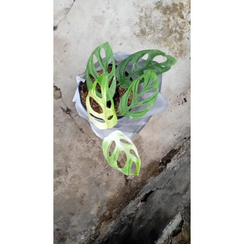 Monstera / Janbol Variegata