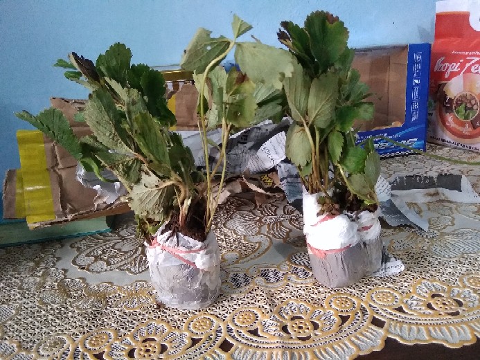 Bibit Strauberi Sudah Tumbuh Dan Berbungga