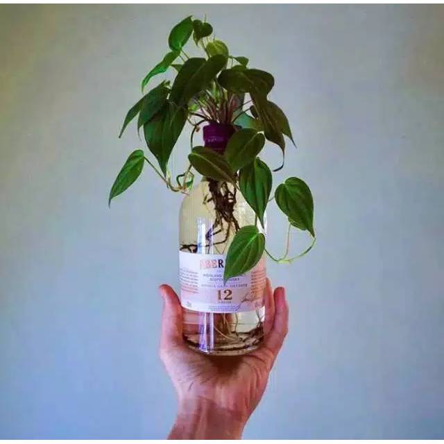 tanaman philodendron micans - philodendron micans - micans philodendron - micans - velvet leaves