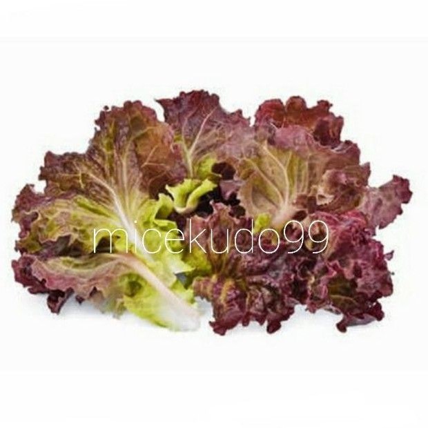 

LOLLO ROSA LETTUCE 500 GRAM FRESH / LOLOROSA / LOLLOROSA / SELADA