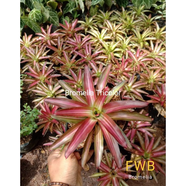 Bromelia Tricolor