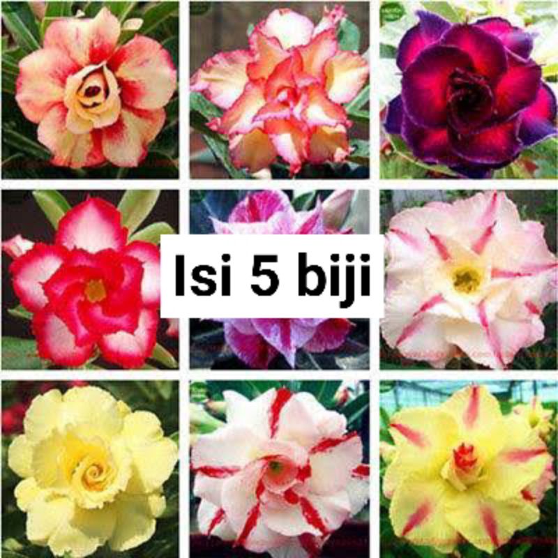 Benih Biji Adenium Obesum Desert Rose Mix Isi 5 Biji