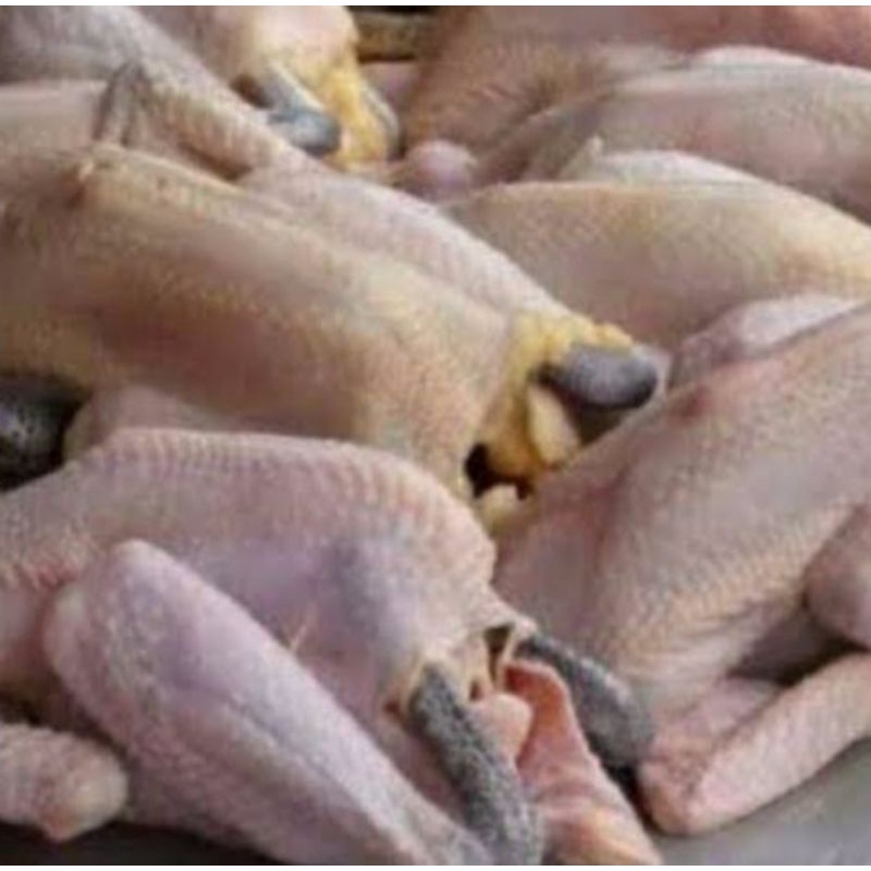 

kebun sayur ayam kampung 1 ekor