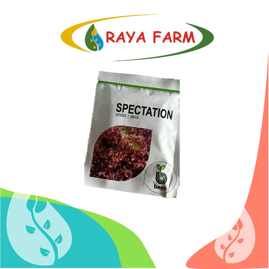 Benih Bibit Bejo Selada Merah Spectation - 1000 pill