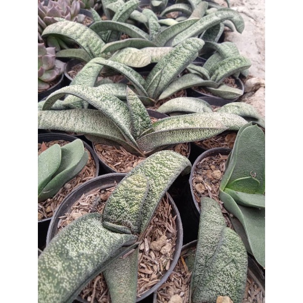 Gasteria batesiana + freepot