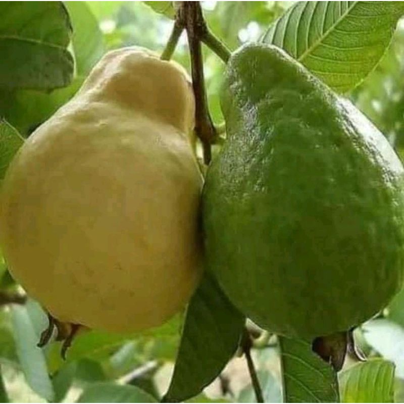 

Jambu kristal