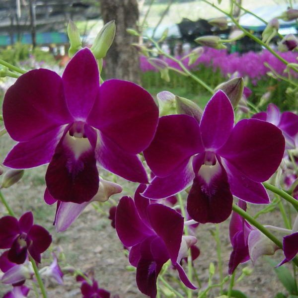 anggrek dendrobium red bull remaja