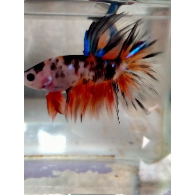 

cupang halmon koi