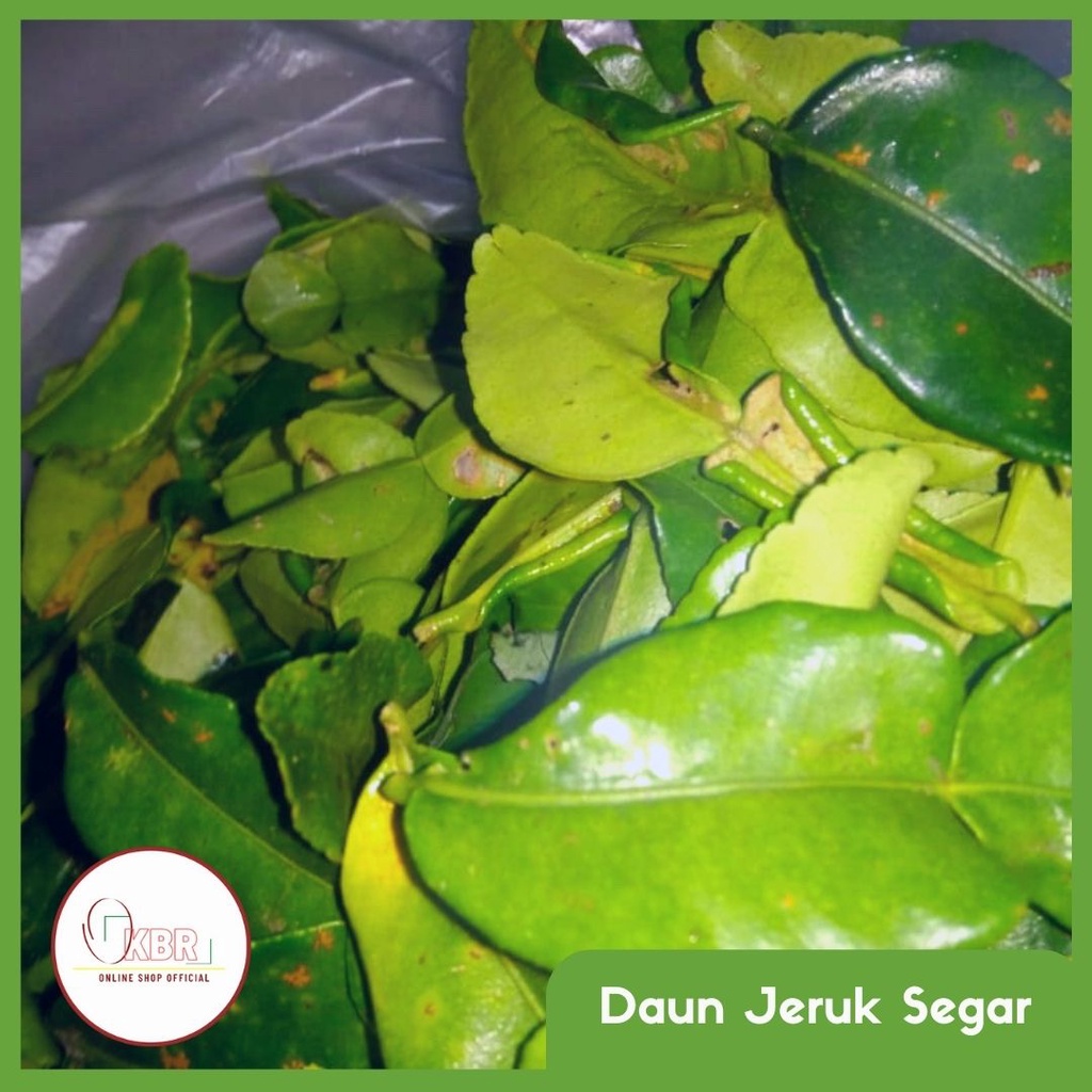 

Daun Jeruk Purut - Daun Jeruk segar