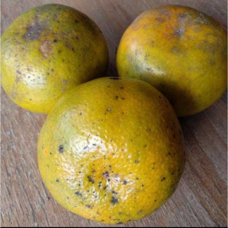 

Jeruk Keprok Medan Super 1kg