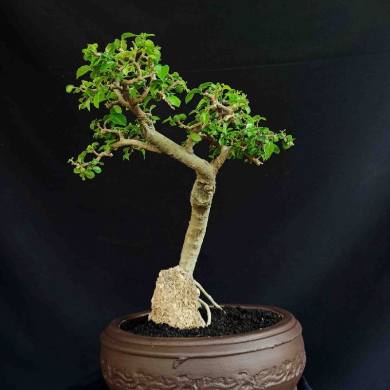 Bonsai Pohon Serut Slanting Small Murah
