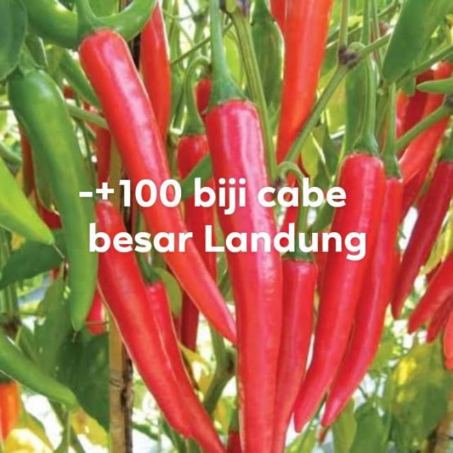 

-+ 100 biji cabe besar landung