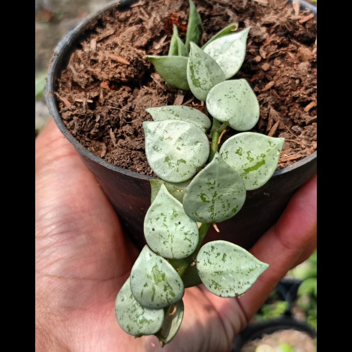 hoya lacunosa silver eskimo KAKTUS SUKULEN TANAMAN HIAS