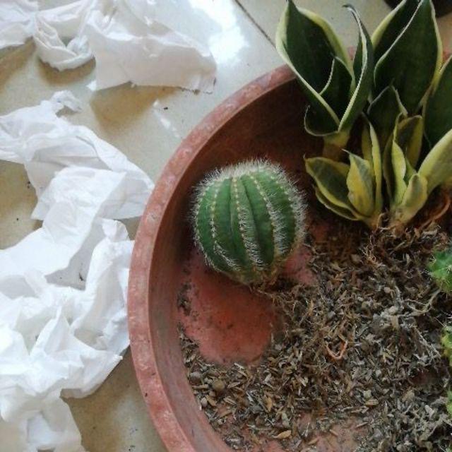 Kaktus Ownroot Magnifikus + Pot Tawon Putih