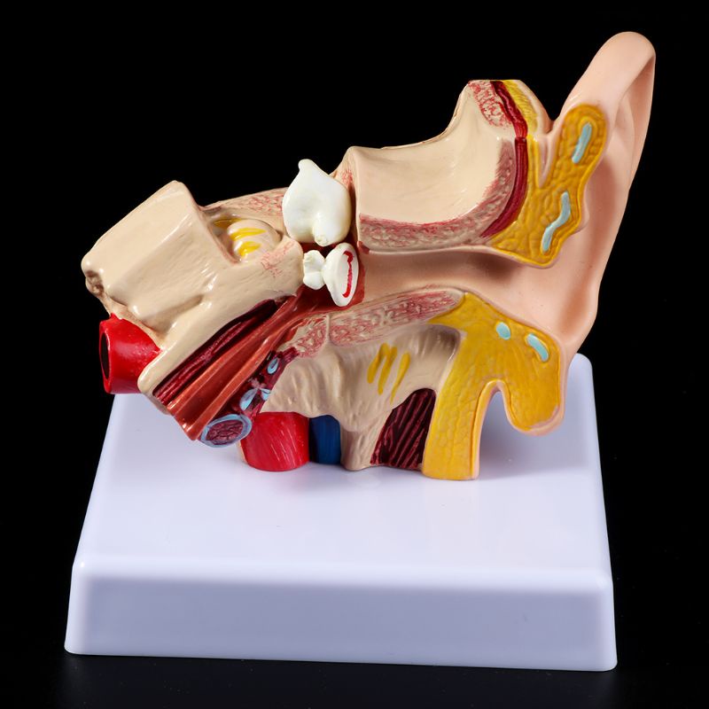 Mary 1.5 Kali Ukuran Hidup Anatomi Telinga Manusia Model Organmedis Perlengkapan Mengajar Profe