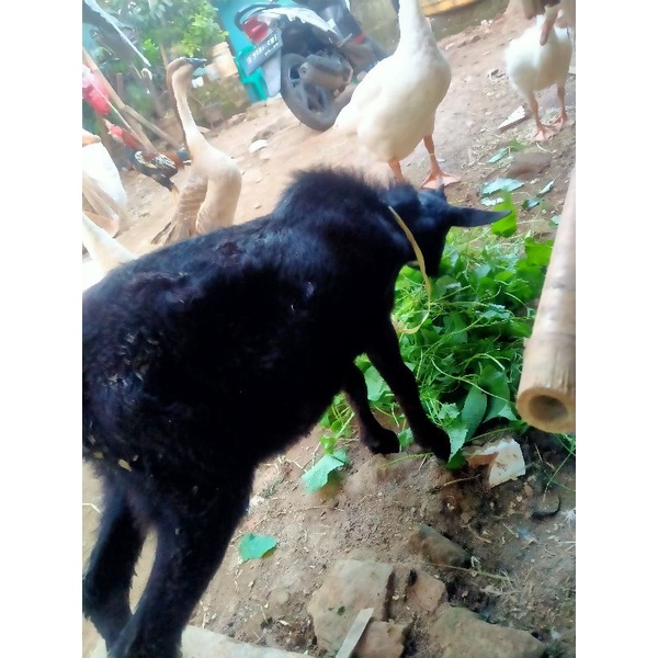 

domba/kambing anakan umur4/5bln