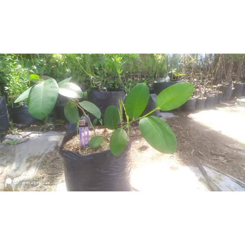 bahan bonsai amplas taiwan hasil cangkok dan setek