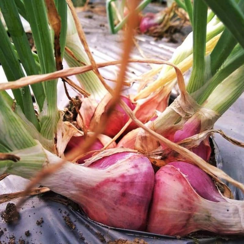 50 Biji - Benih bawang merah SANREN F1 dataran rendah - tinggi