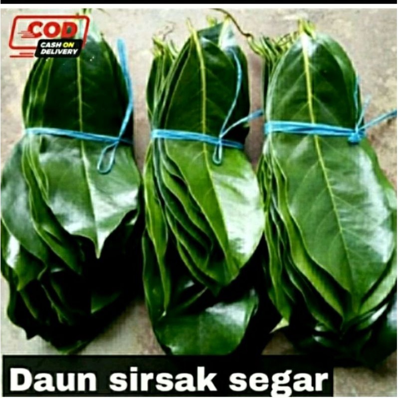 

Daun Sirsak Segar 500 gram Langsung dari pohonnya