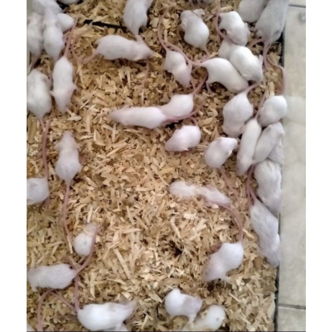 tikus putih /mencit jumper