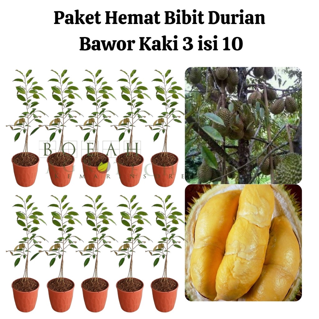 Paket Hemat Bibit Durian Bawor Kaki 3 Isi 10 Bonus Bibit Strawberry+Polibag